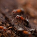 Ammoniakki muurahaisten torjuntaan: Tehokas tapa päästä eroon muurahaisista kotona ja puutarhassa