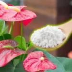 Yksi lusikallinen tätä keittiön ainetta anturiumiisi: Kukat kukoistavat alle kahdessa viikossa