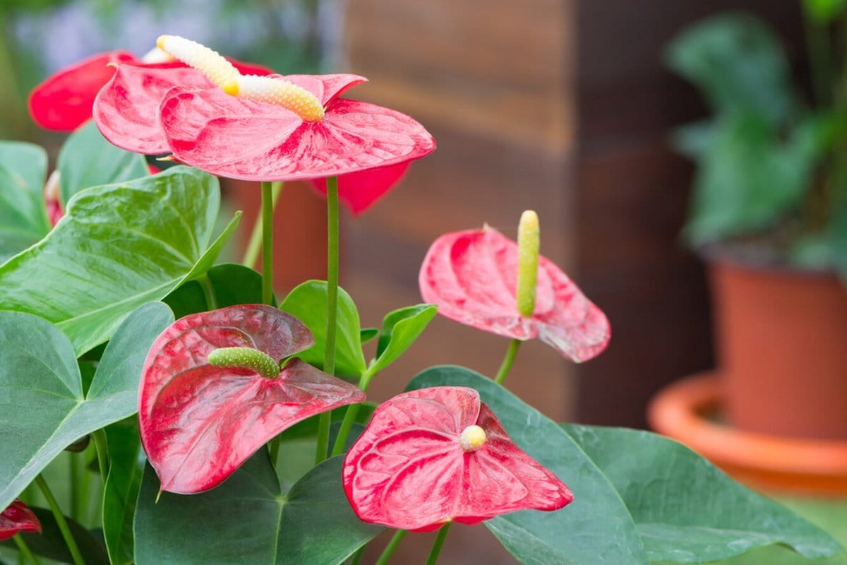 Yksi lusikallinen tätä keittiön ainetta anturiumiisi: Kukat kukoistavat alle kahdessa viikossa