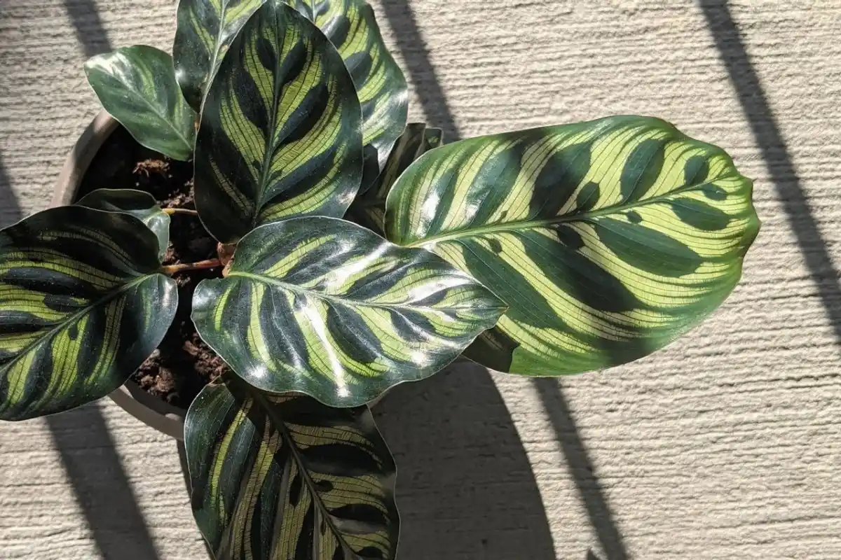 Yksinkertainen toimenpide, joka elvyttää Calathea Medallion -kasvisi vain 24 tunnissa