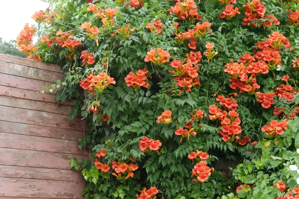 Muuta puutarhasi viikoissa upeaksi tällä nopeasti kukkivalla köynnöskasvilla