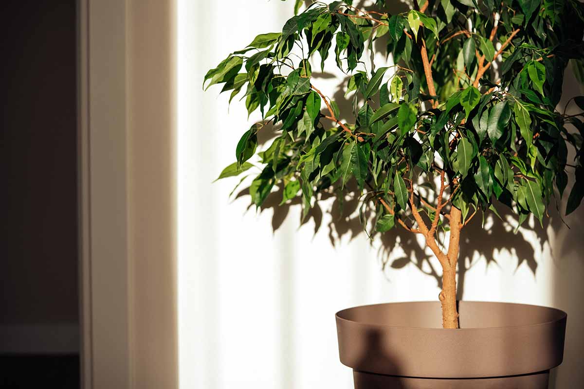 Feng Shui: Kolme kasvia olohuoneeseen rauhan ja onnen tuojiksi