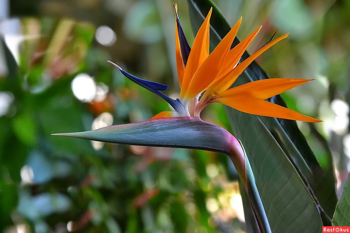 Feng Shui: Kolme kasvia olohuoneeseen rauhan ja onnen tuojiksi