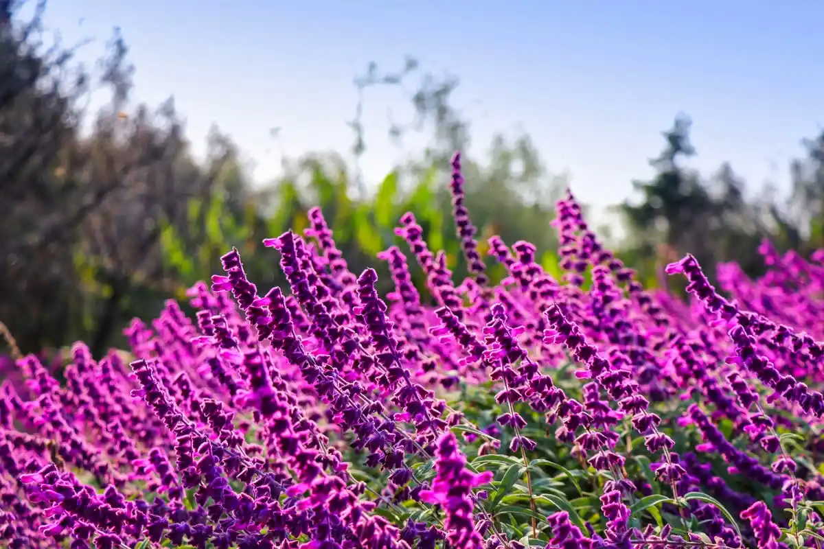 Harmaiden hiusten peittäminen: Näin salvia värjää hiuksesi luonnollisesti 15 minuutissa
