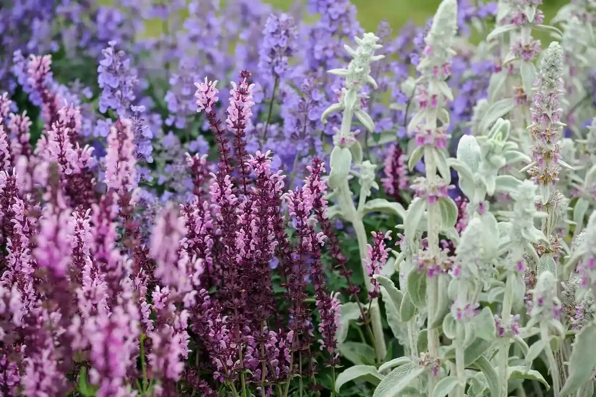 Harmaiden hiusten peittäminen: Näin salvia värjää hiuksesi luonnollisesti 15 minuutissa