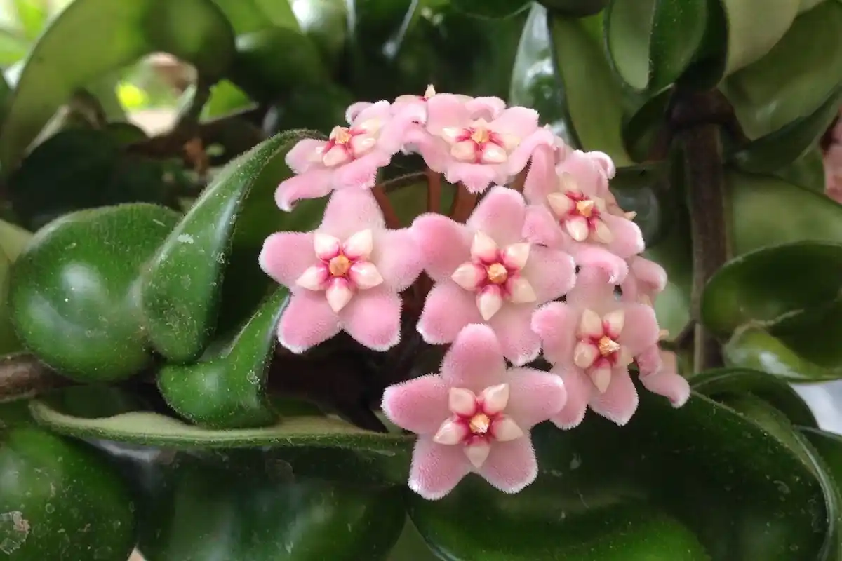 Hoya Carnosa: Lämpötilan kestävä kasvi kiireisille kotipuutarhureille