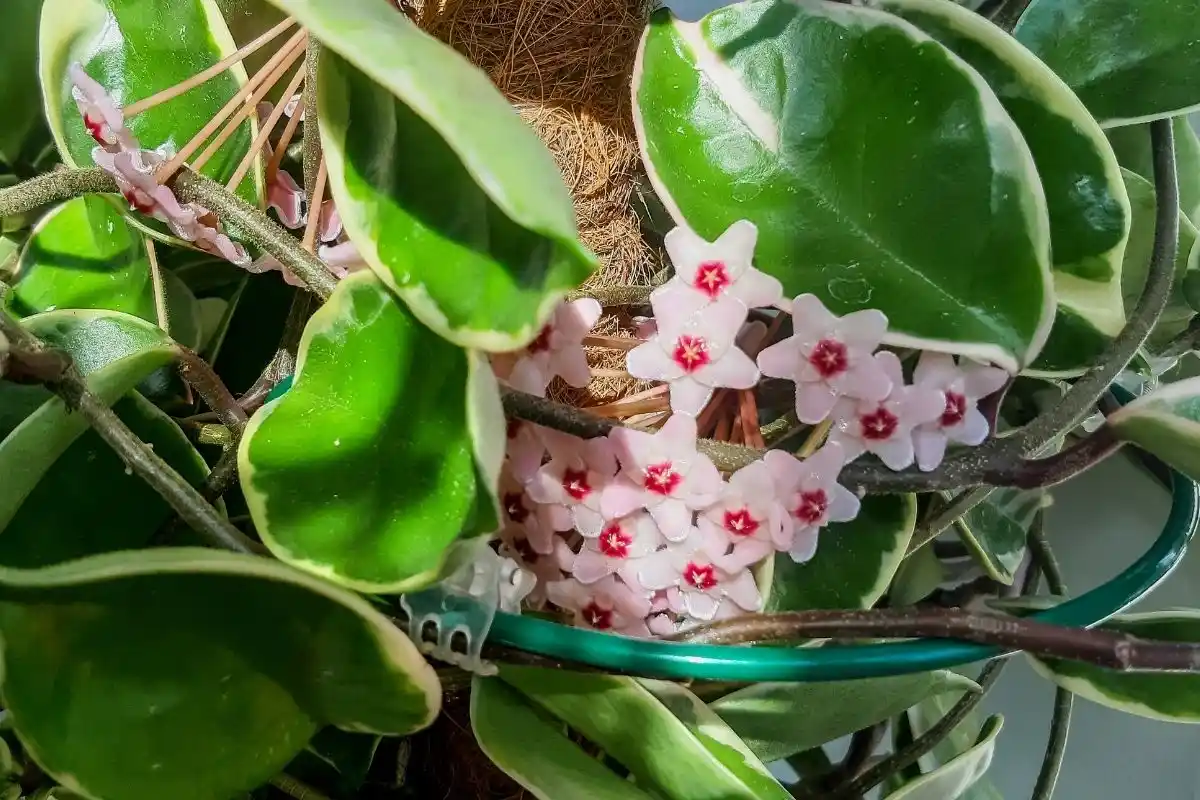 Hoya Carnosa: Lämpötilan kestävä kasvi kiireisille kotipuutarhureille