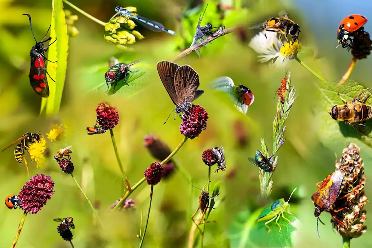 Hyönteinen ja syntymäkuukausi: Mikä hyönteinen kuvastaa persoonallisuuttasi?