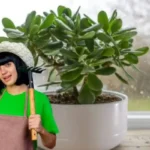 Kuinka saada jadekasvi kukkimaan nopeasti