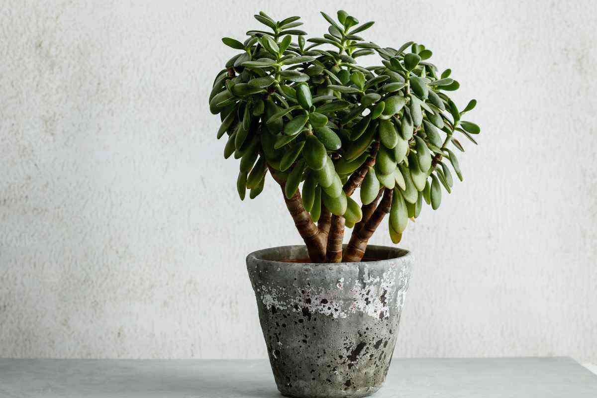 Kuinka saada jadekasvi kukkimaan nopeasti