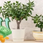 Jadepuu: Näin aktivoit sen yhdellä ainesosalla ja herätät vaurauden voiman