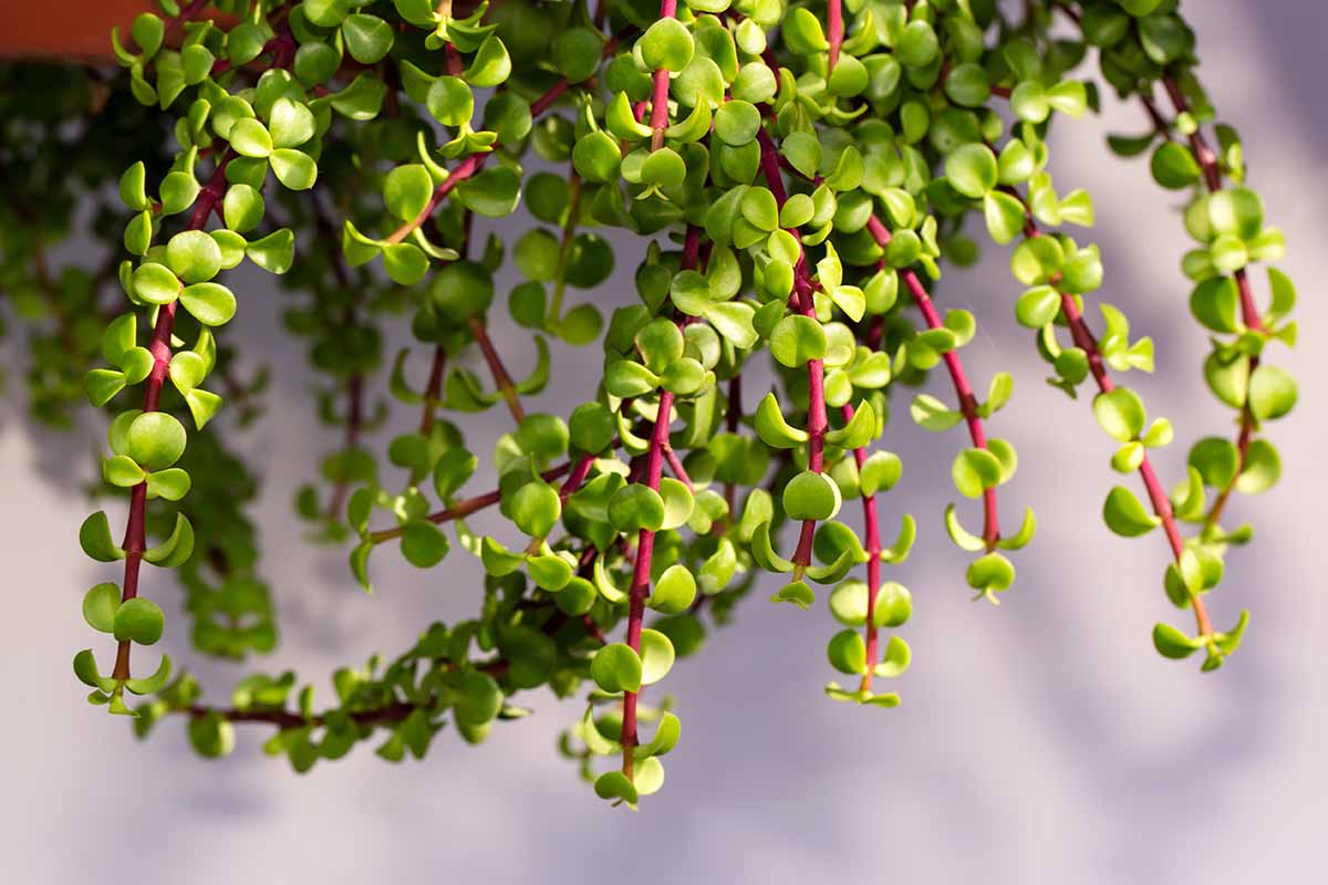 Jadepuu: Näin aktivoit sen yhdellä ainesosalla ja herätät vaurauden voiman