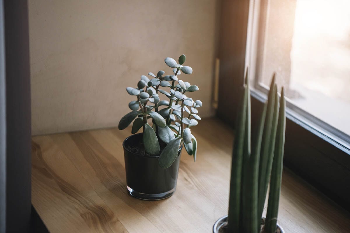 Jadepuu: Näin aktivoit sen yhdellä ainesosalla ja herätät vaurauden voiman