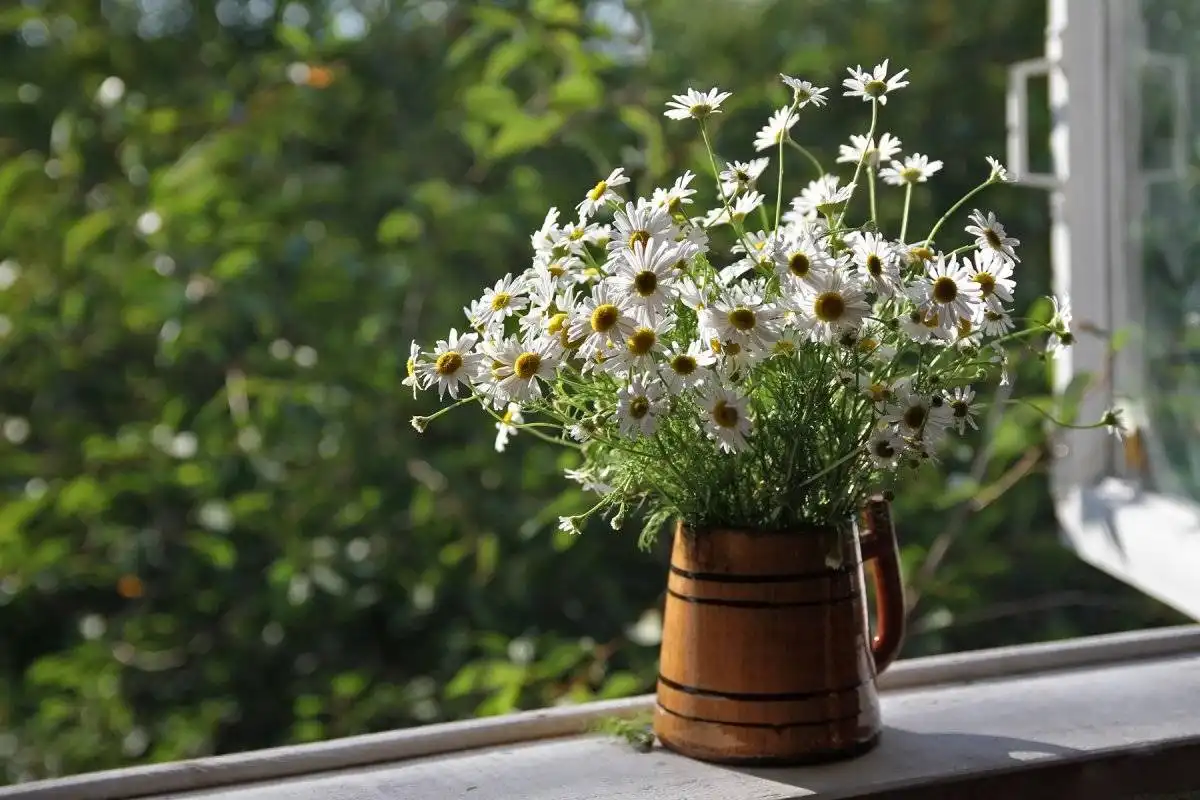 Kuinka kasvattaa kamomillaa teepussista