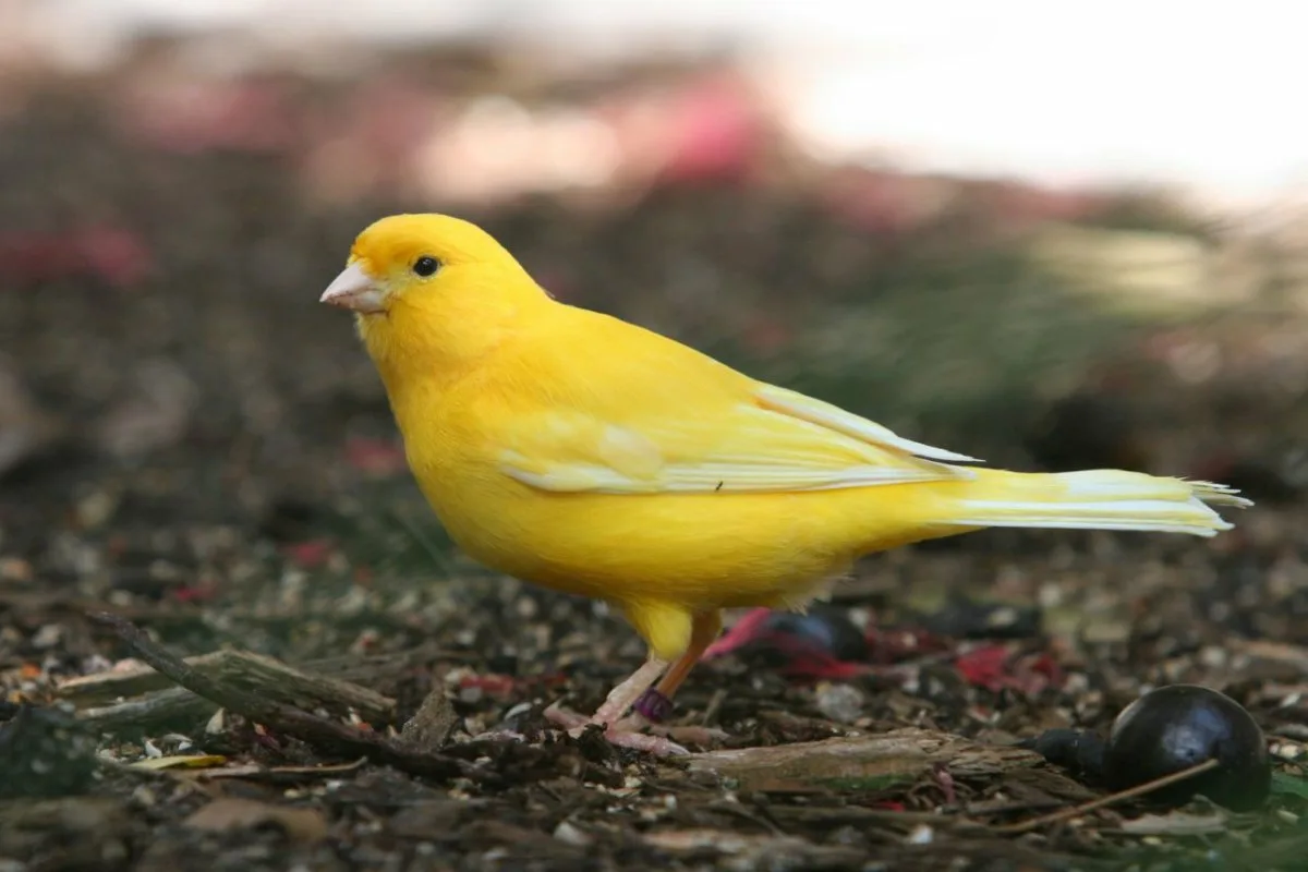 Kanarialintu ikkunalla: Mitä tarkoittaa, kun tämä lintu vierailee kodissasi?