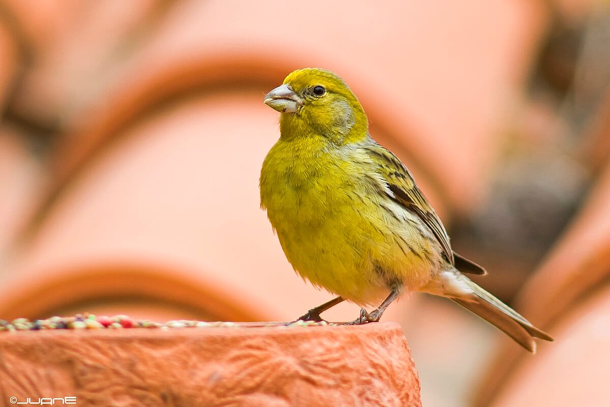 Kanarialintu ikkunalla: Mitä tarkoittaa, kun tämä lintu vierailee kodissasi?