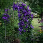 Vähän tunnettu köynnöskasvi, joka kaunistaa puutarhasi vaivattomasti