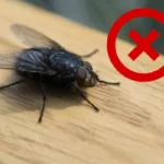 Näin poistat kärpäset keittiöstäsi yhdellä ainoalla esineellä