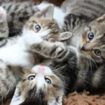 Millainen kissa olet syntymäkuukautesi perusteella?