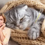 Kuinka tunnistaa, onko kissallasi kylmä, ja mitä tehdä asialle