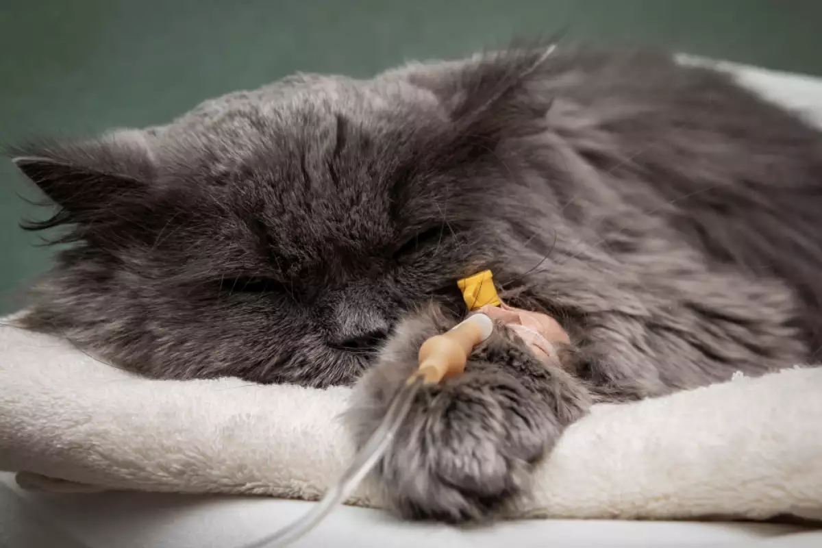 Kuinka tunnistaa, onko kissallasi kylmä, ja mitä tehdä asialle