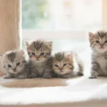 Muistavatko kissanpennut emonsa, ja tunnistaako emo ne eron jälkeen? Yllättävä vastaus