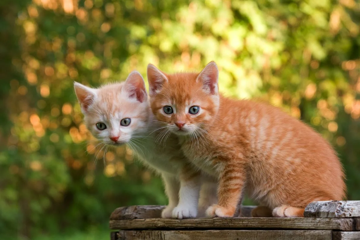 Muistavatko kissanpennut emonsa, ja tunnistaako emo ne eron jälkeen? Yllättävä vastaus