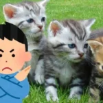 Mitä se kertoo persoonallisuudestasi, jos et pidä kissoista? Psykologian näkökulma