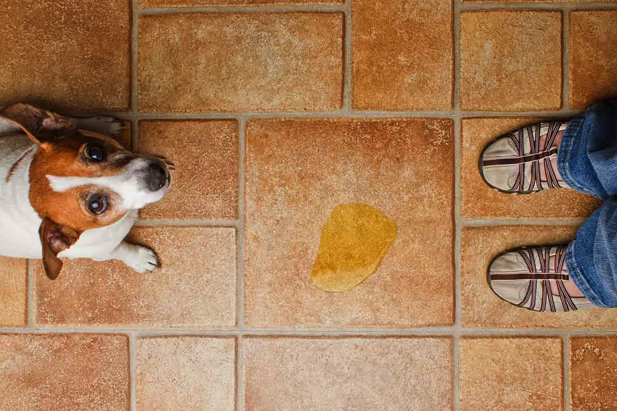 Vinkkejä koiran ilopissailun syiden ymmärtämiseen ja ratkaisemiseen