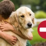 Miksi koirien halaaminen voi olla haitallista: Eläinlääkäreiden salaisuus kesällä 2025