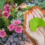 Vahvista mehikasvejasi kukkimaan luonnollisesti: Kotitekoinen lannoite yhdestä puutarhastasi löytyvästä ainesosasta