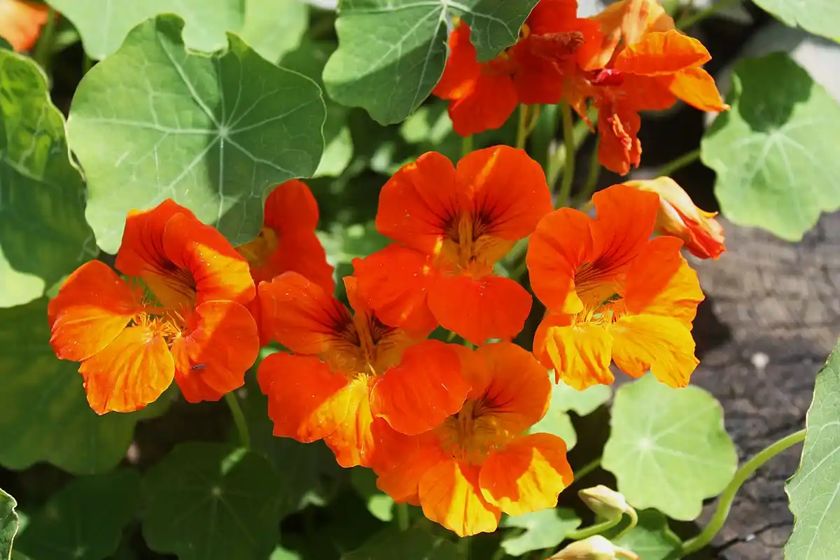 Ei anthurium eikä jasmiini: tämä kasvi on täydellinen puutarhaasi – helppohoitoinen ja suojaa muita kasveja