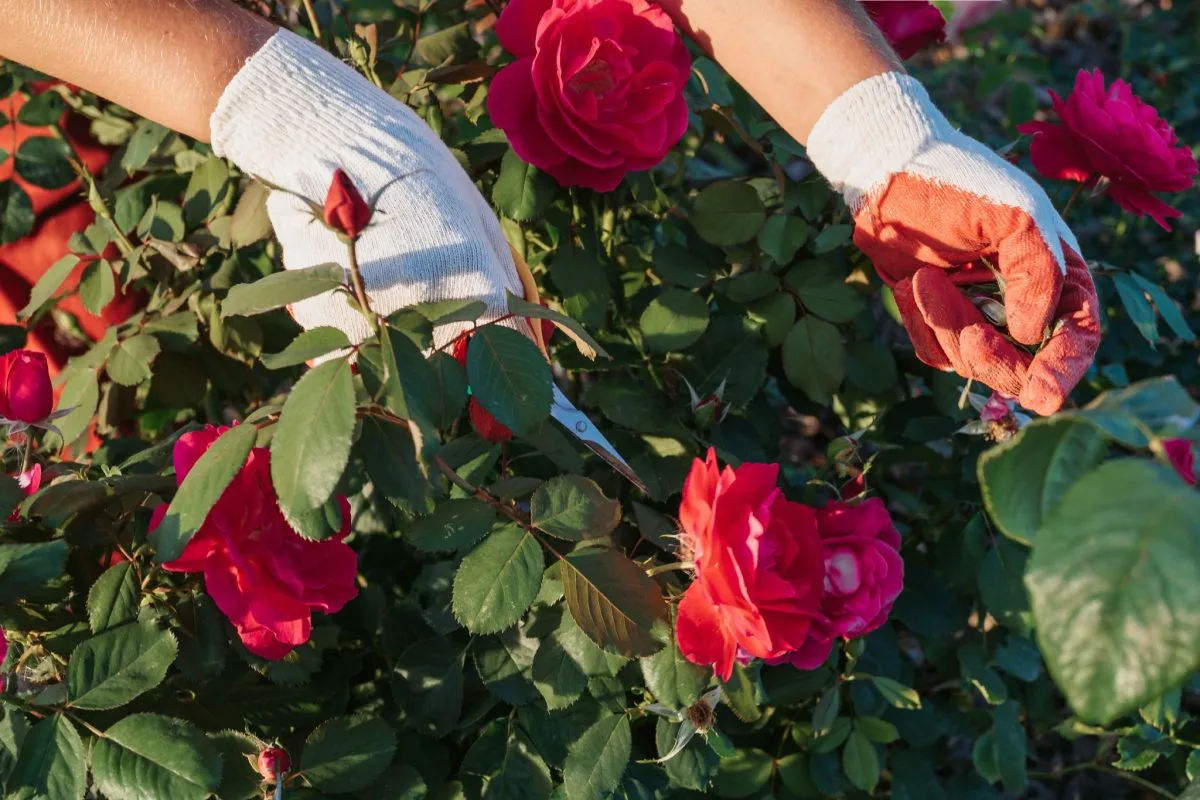 Kukkien leikkaaminen: Neljä kasvia, jotka kukkivat upeasti ennen heinäkuuta