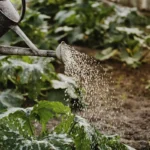 Vinkkejä kurkkujen oikeaan kasteluun nopean kasvun takaamiseksi