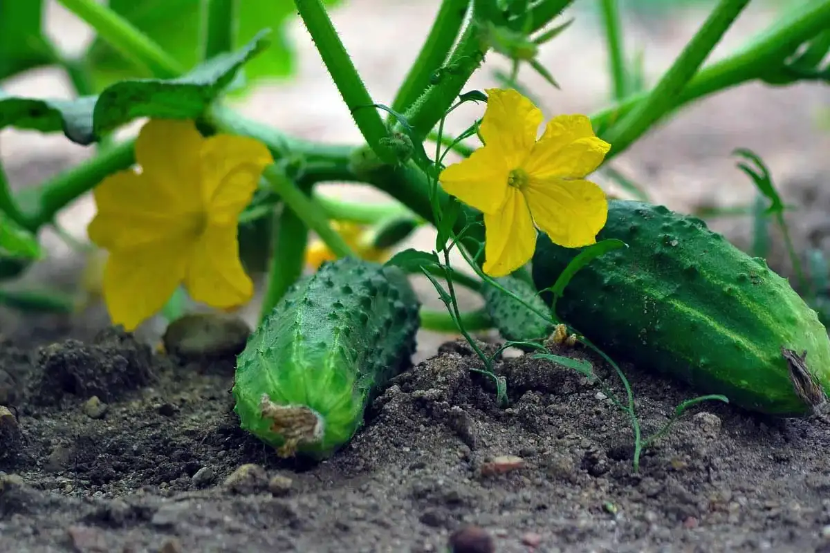 Vinkkejä kurkkujen oikeaan kasteluun nopean kasvun takaamiseksi