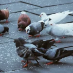 Kuinka pitää kyyhkyset loitolla kotoa tai pihalta vahingoittamatta niitä – asiantuntijoiden vinkit