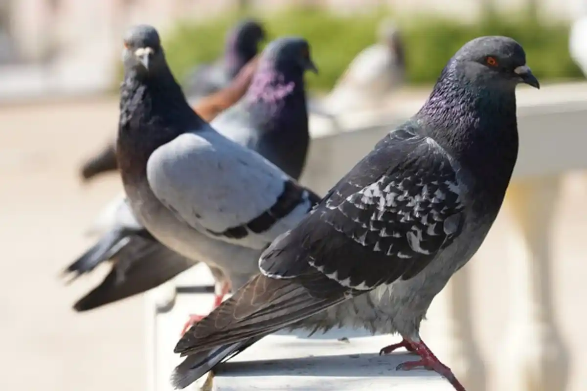 Kuinka pitää kyyhkyset loitolla kotoa tai pihalta vahingoittamatta niitä – asiantuntijoiden vinkit