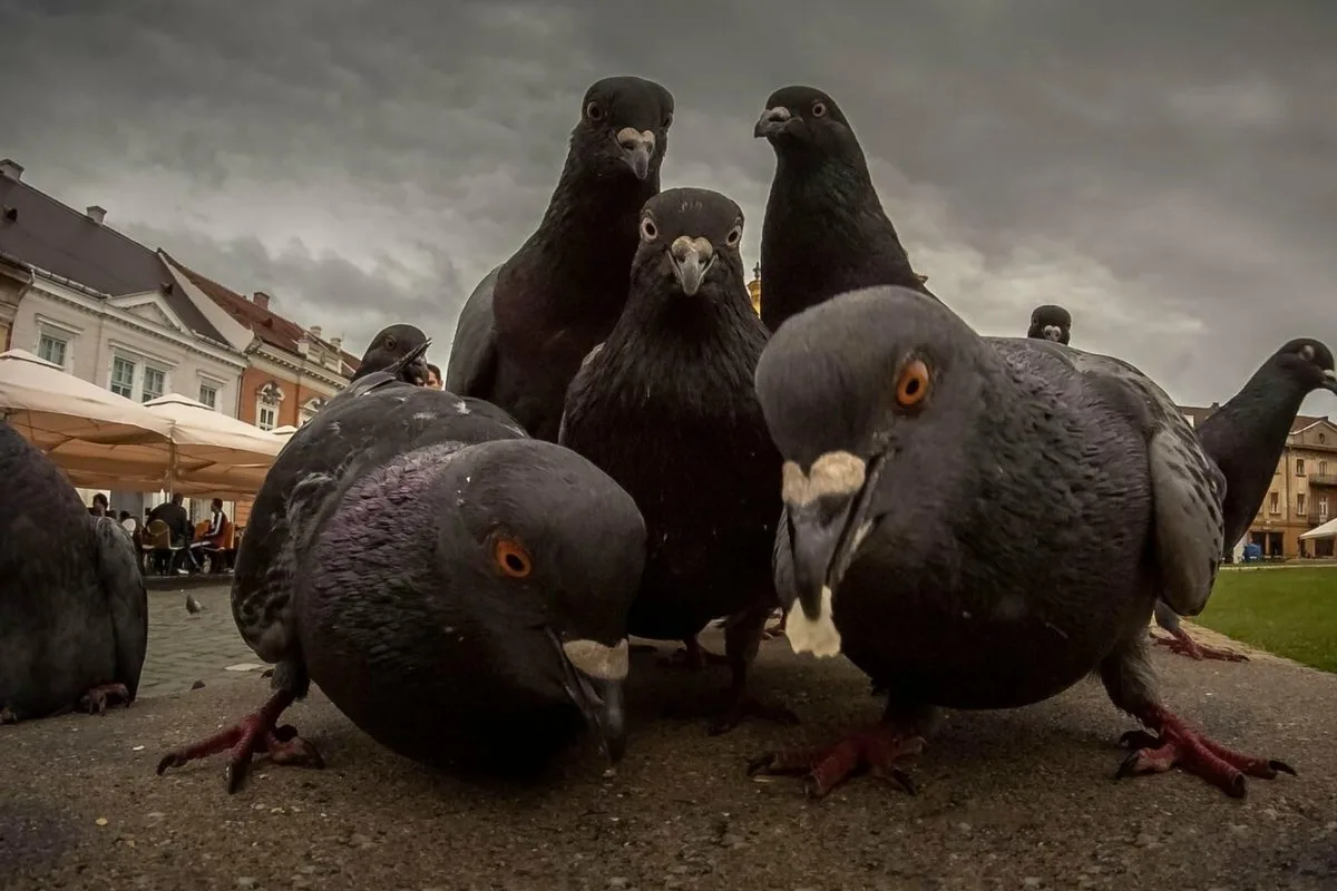 Kuinka pitää kyyhkyset loitolla kotoa tai pihalta vahingoittamatta niitä – asiantuntijoiden vinkit