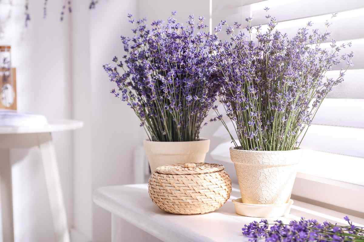 Laventeli feng shui: Näin sijoitat kasvin karkottamaan kateutta kodistasi