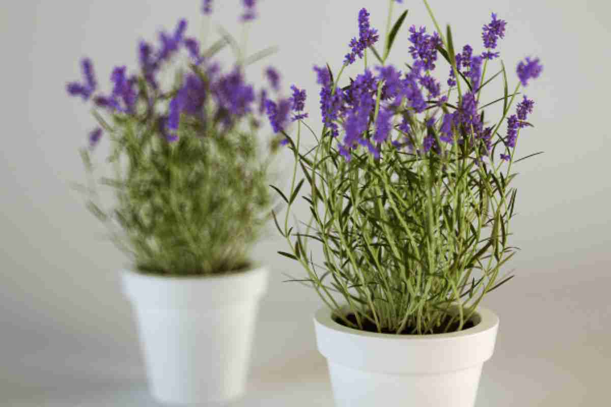 Laventeli feng shui: Näin sijoitat kasvin karkottamaan kateutta kodistasi