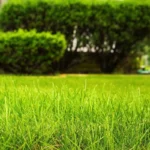 Yksi luonnollinen kikka suomalaisilta puutarhureilta: Lehdet eivät koskaan kellastu