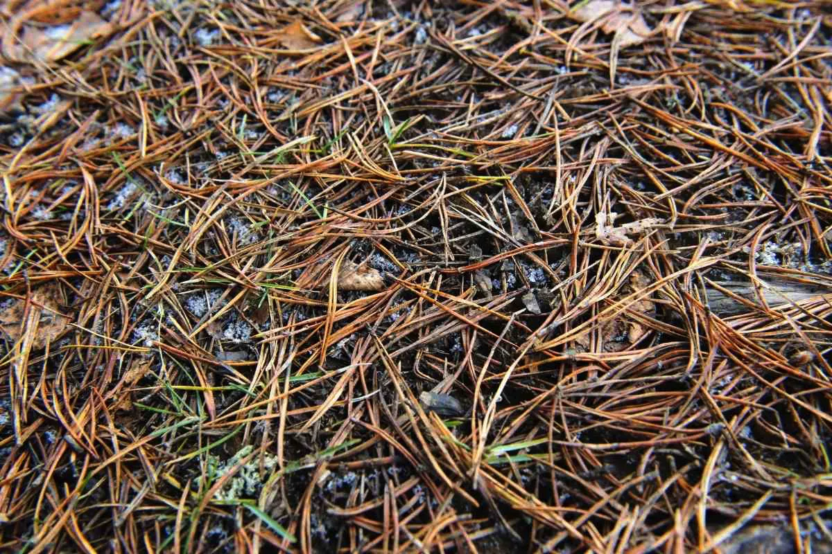 Yksi luonnollinen kikka suomalaisilta puutarhureilta: Lehdet eivät koskaan kellastu