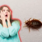 Päästä eroon luteista lopullisesti: Tuntematon mutta tehokas luonnollinen ratkaisu