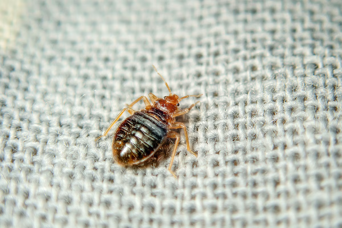 Päästä eroon luteista lopullisesti: Tuntematon mutta tehokas luonnollinen ratkaisu