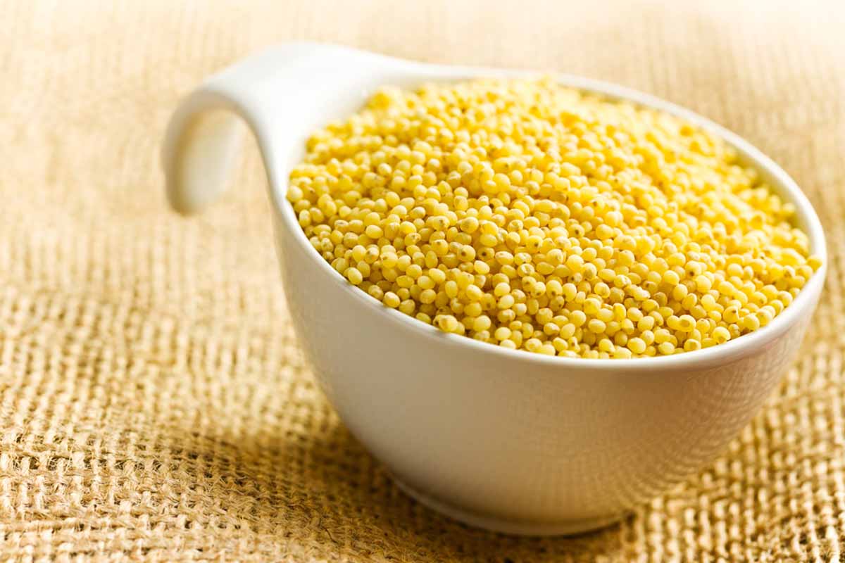 Ei kauraa eikä granolaa: Tämä ikivanha viljelykasvi on aamiaisesi uusi tähti korkean ravintoarvonsa ansiosta