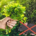 Karkota jyrsijät kodistasi luonnollisesti tällä kasvilla