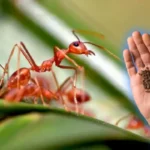 Poista muurahaiset kodista ja puutarhasta vain kahdella keittiöstä löytyvällä ainesosalla