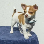 Miksi pienet koirat vaikuttavat aggressiivisemmilta kuin suuret: Koirankouluttaja paljastaa pääsyyn