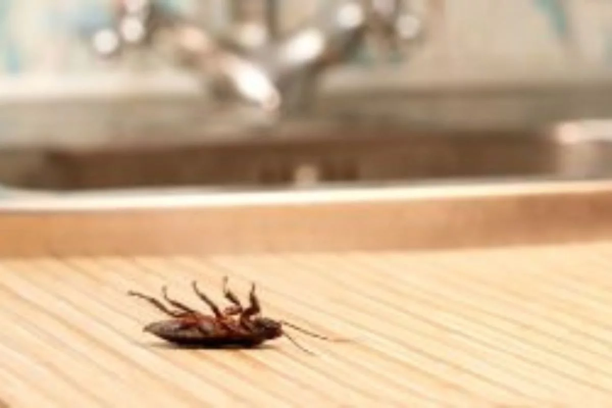 Poista torakat keittiöstäsi yhdellä ainesosalla: Ammoniakki on tehokas ratkaisu