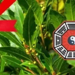 Punaisen nauhan sitominen laakeripuuhun – mitä se tarkoittaa Feng Shuissa?